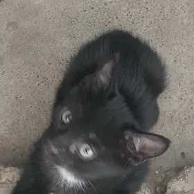 котята