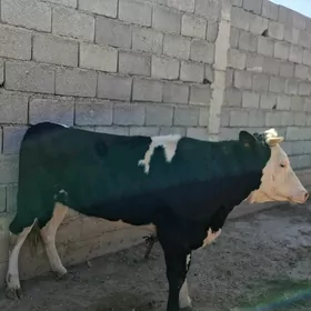 Tuwe golisteyn