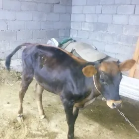 7 aýlyk göle tüwe.