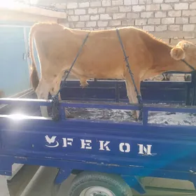 Õkuz.