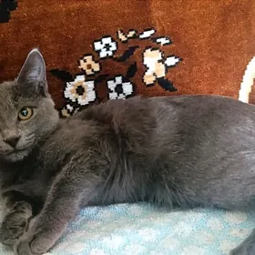 котенок британский