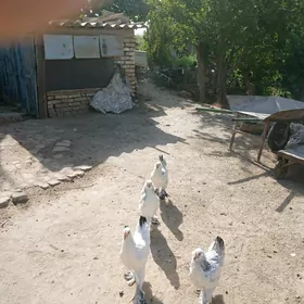 Bramañ jüýjesi