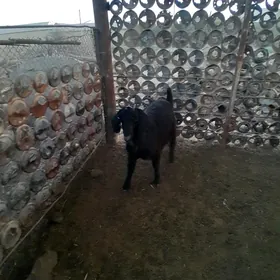 teke
