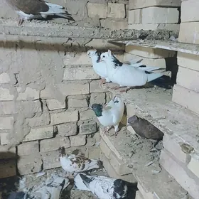 kepderi