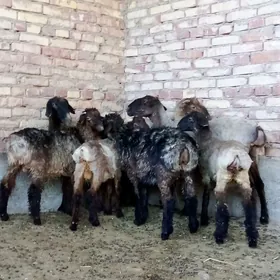 Tokly 5 sanak we Goýun 2 sanak