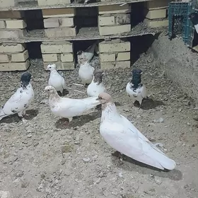 kepderi