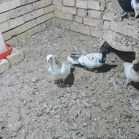 kepderi