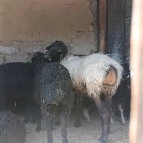 GOÝUN