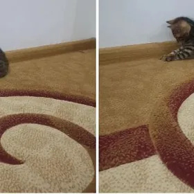 Котенок