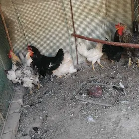towuklar