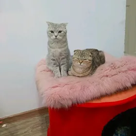 Pişik Brtanski çisti paroda