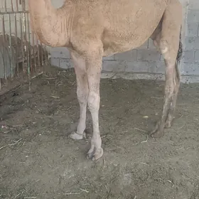 owşuk