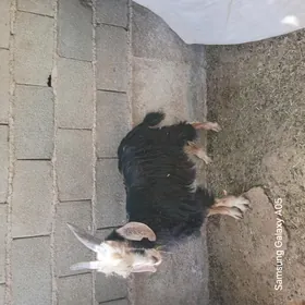 çewis teke