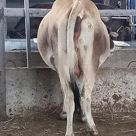 arassa bogaz sygyr