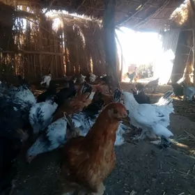 balgar ve brama jüýjeler