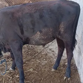 Göle