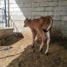 Ökuzce