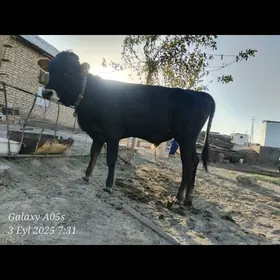 Göleli sygyr
