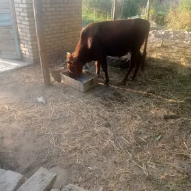 öküz