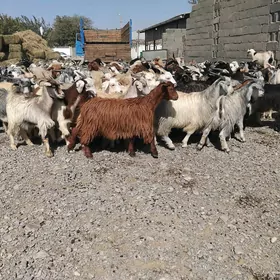 çebiş