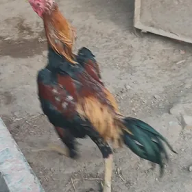 horaz