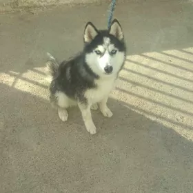 Haski güjik