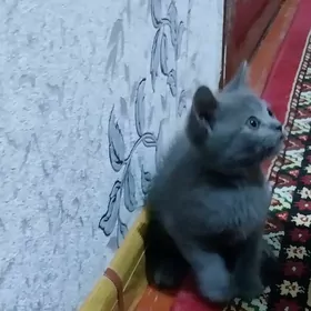 Арасса Британский пишиклер