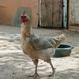turkmen towuk elin