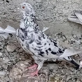 kepderi