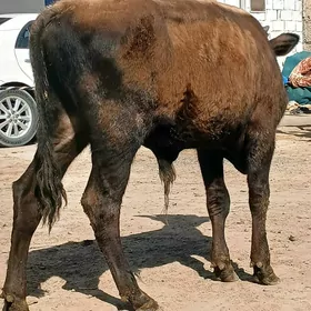 öküz