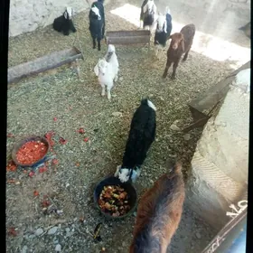 çebiş