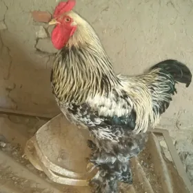 paroda brama horaz towuk