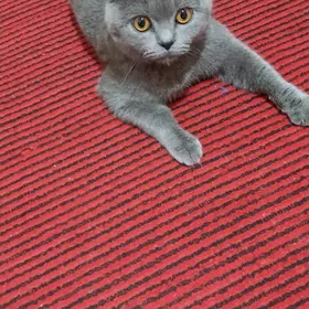 Кот