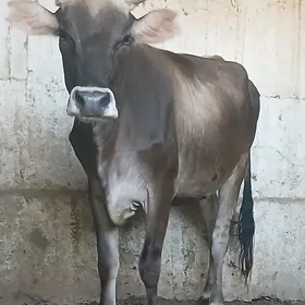 Sygyr.