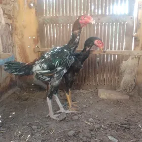 PARODA JUYJE