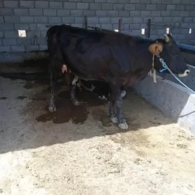 goleli sygyr