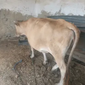 satlyk sygyr