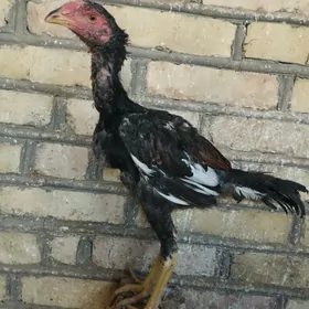 jüje