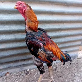 TaskentTaskent