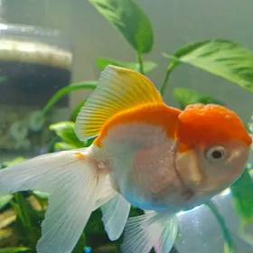 Oranda Balyk