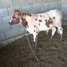 Öküz