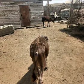 GÖLE