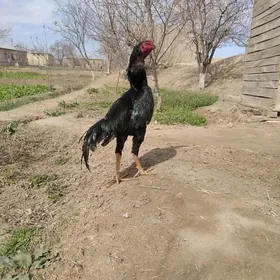 baysow juje