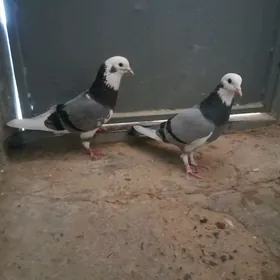kepderi