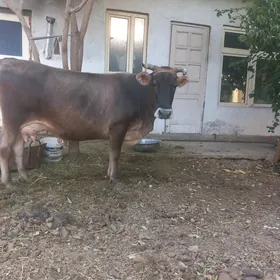 göleli sigi.
