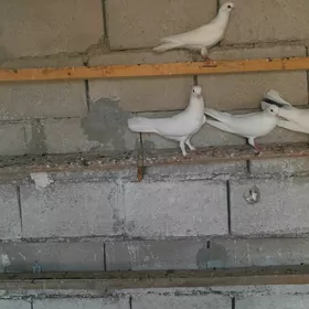 kepderikepderi