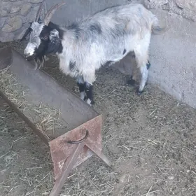 Geci