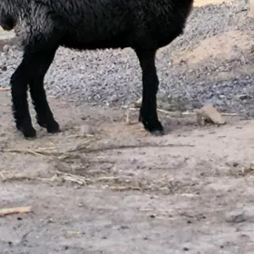 GARA KÖL GOŸNY