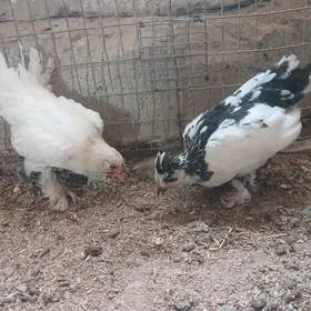 karlyk
