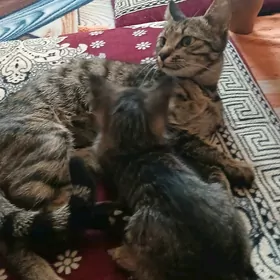 pişik
